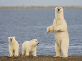 Polar Bear Cubs  Arctic National Wildlife Refuge  Alaska  USA