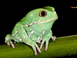 Painted Monkey Frog Phyllomedunited States of America Savaugii Native to Paraguay