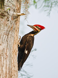 Pileated Woodpecker  Caddo Lake  Texas  USA