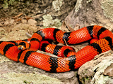 Honduran Milk Snake (Tangerine Phase)  Lampropeltis Triangulum Hondurensis  Central Mexico
