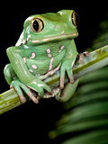 Painted Monkey Frog Phyllomedunited States of America Savaugii Native to Paraguay