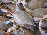 Blue Crabs  Maine Avenue Fish Market  Washington DC  USA  District of Columbia