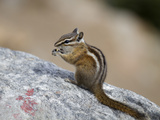 Chipmunk  Rocky Mountain National Park  Colorado  USA
