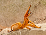 Usacambara Orange Baboon Spider  Pternochilus Murinus  Central Eastern and Southern Africa