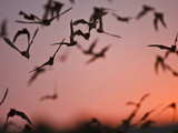 Mexican Free-Tailed Bats Emerging from Frio Bat Cave  Concan  Texas  USA