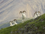 Dam Sheep Rams  Denali Park Road  Alaska  USA