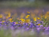 Roadside Wildflowers  Texas  USA