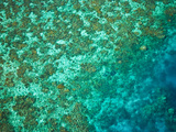 Aerial View of the Great Barrier Reef  Queensland  Australia