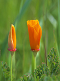 California Poppy Reserve  Lancaster  California  USA