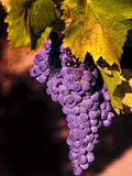 Walla Walla Wine Country  Walla Walla  Washington  USA