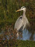 Great Blue Heron Wading  Texas  USA