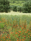 Century-Old Olive Grove  Fasano  Puglia  Italy