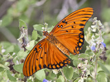Gulf Fritillary  Texas  USA