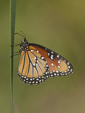 Queen Butterfly  Texas  USA