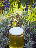 Lavender Honey in Jar and Lavender Plant