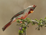 Pyrrhuloxia  Texas  USA