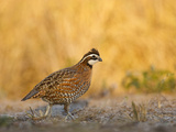 Northern Bobwhite  Texas  USA