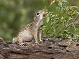 Mexican Ground Squirrel  Texas  USA
