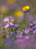 Roadside Wildflowers  Texas  USA