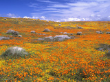 California Poppy Reserve  Lancaster  California  USA