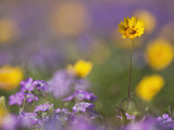 Roadside Wildflowers  Texas  USA
