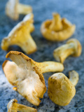 Mushrooms  Chanterelles  (Cantharellus Cibarius)  Italy