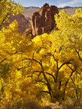 Zion National Park  Utah  USA