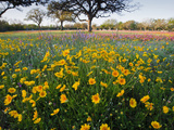 Roadside Wildflowers  Texas  USA