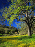 Oaks and Flowers  California  USA