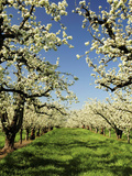 Peach Blossoms  Hood River  Oregon  USA