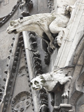 Gargoyles Perched on Notre Dame Cathedral  Paris  France