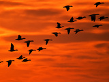 Flying Birds Silhouette  Cape May  New Jersey  USA