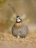 Northern Bobwhite  Texas  USA