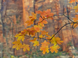 Zion National Park  Utah  USA
