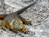 Land Iguana  Galapagos Islands  Ecuador