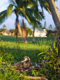 Baby Albatross  Makai Golf Course  Kauai  Hawaii  USA