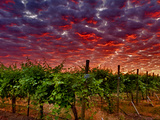 Walla Walla Wine Country  Walla Walla  Washington  USA