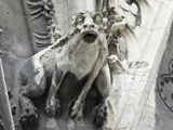 Gargoyle Perched on Notre Dame Cathedral  Paris  France