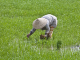 Farmer Wearing Conical Hat Planting Rice Seedlings on Mekong Delta  Vietnam