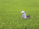 Farmer with Conical Hat in the Rice Paddy  Vietnam