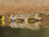 Mexican Ground Squirrel  Texas  USA