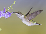 Ruby-Throated Hummingbird  Texas  USA