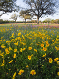 Roadside Wildflowers  Texas  USA