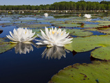 Water Lilies  Caddo Lake  Texas  USA