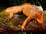 Green Iguana  Iguana Iguana  Native to Mexico and Central America
