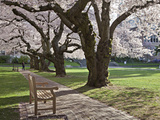 Cherry Trees on University of Washington Campus  Seattle  Washington  USA