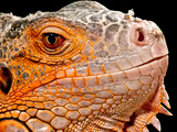 Green Iguana  Iguana Iguana  Native to Mexico and Central America