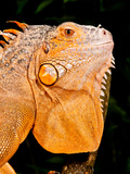 Green Iguana  Iguana Iguana  Native to Mexico and Central America