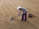 Farmer with Conical Hat Drying Rice  Vietnam