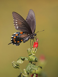 Pipevine Swallowtail  Texas  USA